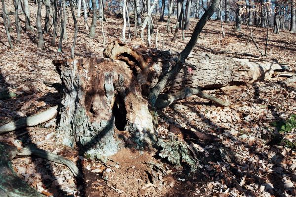 Vysoká Pec, Drmaly, 15.12.2006
Mufloní pahorek. Dubový les na jihozápadním svahu.
Klíčová slova: Krušné hory Vysoká Pec Drmaly Mufloní pahorek
