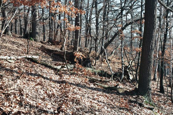 Vysoká Pec, Drmaly, 15.12.2006
Mufloní pahorek. Dubový les na jihozápadním svahu.
Klíčová slova: Krušné hory Vysoká Pec Drmaly Mufloní pahorek