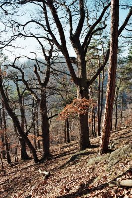 Vysoká Pec, Drmaly, 15.12.2006
Mufloní pahorek. Dubový les na jihozápadním svahu.
Keywords: Krušné hory Vysoká Pec Drmaly Mufloní pahorek