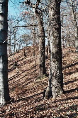 Vysoká Pec, Drmaly, 15.12.2006
Mufloní pahorek. Dubový les na jihozápadním svahu.
Klíčová slova: Krušné hory Vysoká Pec Drmaly Mufloní pahorek