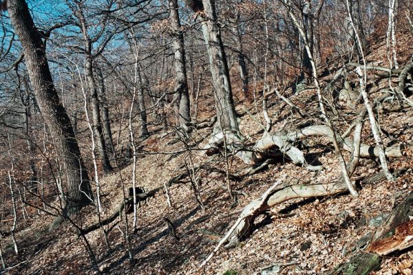 Vysoká Pec, Drmaly, 15.12.2006
Mufloní pahorek. Dubový les na jihozápadním svahu.
Klíčová slova: Krušné hory Vysoká Pec Drmaly Mufloní pahorek