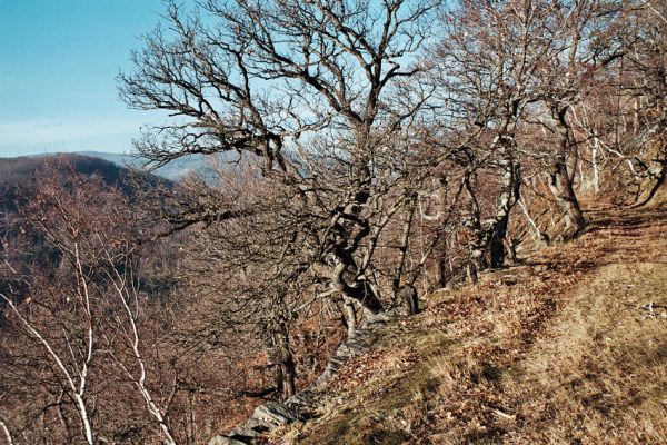 Vysoká Pec, Drmaly, 15.12.2006
Mufloní pahorek. Dubový les na jihozápadním svahu.
Klíčová slova: Krušné hory Vysoká Pec Drmaly Mufloní pahorek