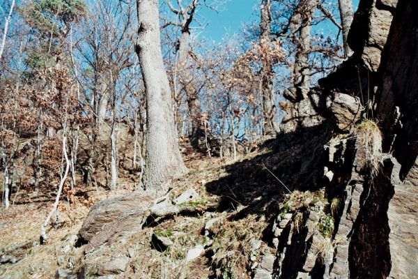 Vysoká Pec, Drmaly, 15.12.2006
Mufloní pahorek. Dubový les na jihozápadním svahu.
Klíčová slova: Krušné hory Vysoká Pec Drmaly Mufloní pahorek