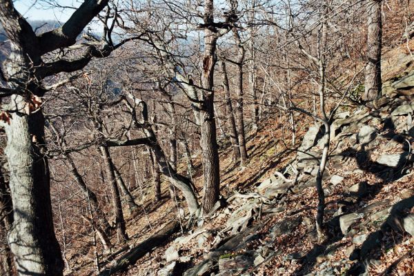 Vysoká Pec, Drmaly, 15.12.2006
Mufloní pahorek. Dubový les na jihozápadním svahu.
Mots-clés: Krušné hory Vysoká Pec Drmaly Mufloní pahorek