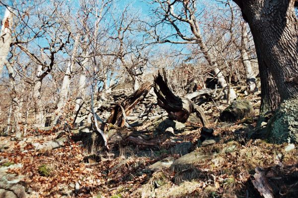 Vysoká Pec, Drmaly, 15.12.2006
Mufloní pahorek. Dubový les na jihozápadním svahu.
Klíčová slova: Krušné hory Vysoká Pec Drmaly Mufloní pahorek