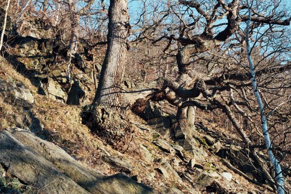 Vysoká Pec, Drmaly, 15.12.2006
Mufloní pahorek. Dubový les na jihozápadním svahu.
Klíčová slova: Krušné hory Vysoká Pec Drmaly Mufloní pahorek