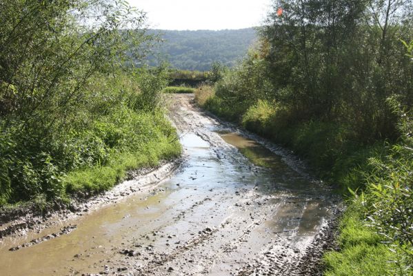 Dubinné, 17.9.2014
Meandry Topľy - cesta ke štěrkovým náplavům.
Schlüsselwörter: Dubinné řeka Topľa