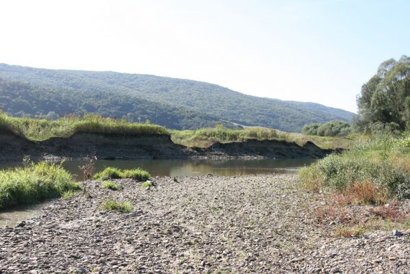 Dubinné, 17.9.2014
Meandry Topľy.



Schlüsselwörter: Dubinné řeka Topľa Zorochros dermestoides meridionalis