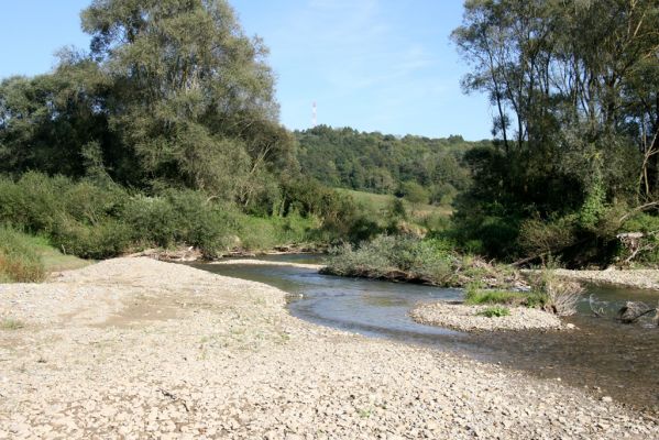 Dubinné, 17.9.2014
Meandry Topľy.



Klíčová slova: Dubinné řeka Topľa Zorochros meridionalis