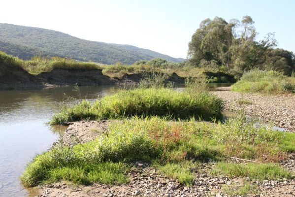 Dubinné, 17.9.2014
Meandry Topľy.


Klíčová slova: Dubinné řeka Topľa Zorochros dermestoides