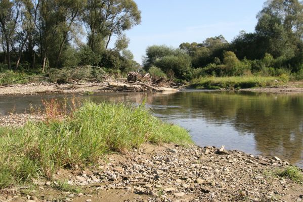 Dubinné, 17.9.2014
Meandry Topľy.

Klíčová slova: Dubinné řeka Topľa Zorochros dermestoides