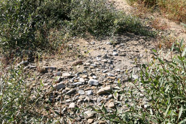 Dubinné, 17.9.2014
Meandry Topľy.



Klíčová slova: Dubinné řeka Topľa Zorochros meridionalis