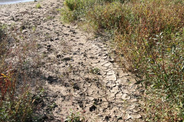 Dubinné, 17.9.2014
Meandry Topľy.



Klíčová slova: Dubinné řeka Topľa Zorochros dermestoides