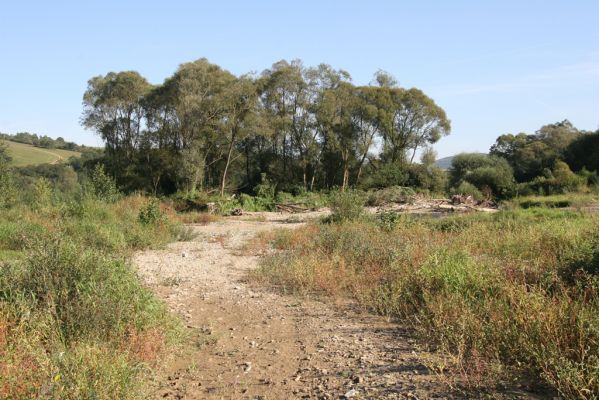 Dubinné, 17.9.2014
Meandry Topľy.



Klíčová slova: Dubinné řeka Topľa Zorochros dermestoides meridionalis