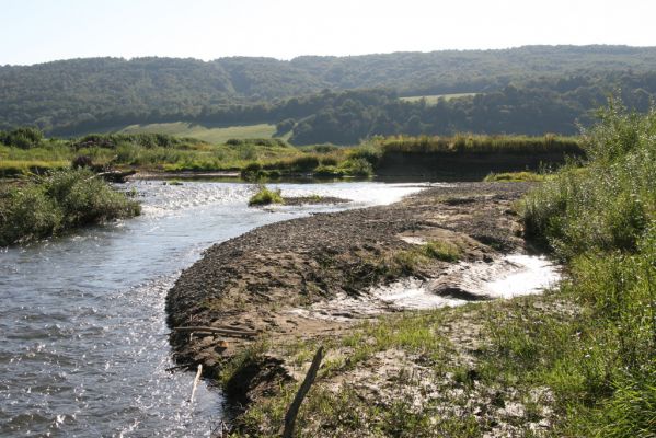 Dubinné, 17.9.2014
Meandry Topľy.



Keywords: Dubinné řeka Topľa Zorochros dermestoides