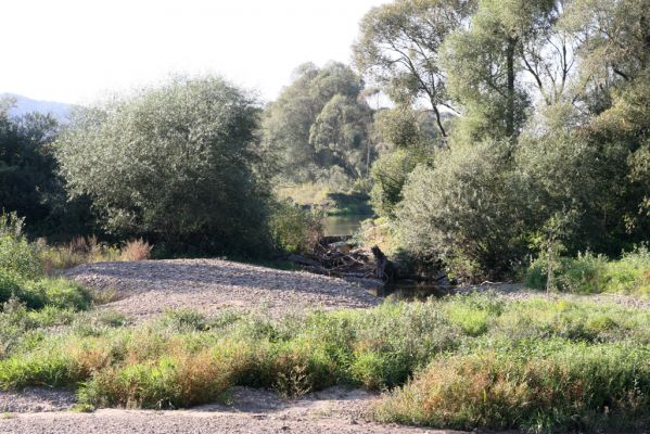 Dubinné, 17.9.2014
Meandry Topľy.



Klíčová slova: Dubinné řeka Topľa