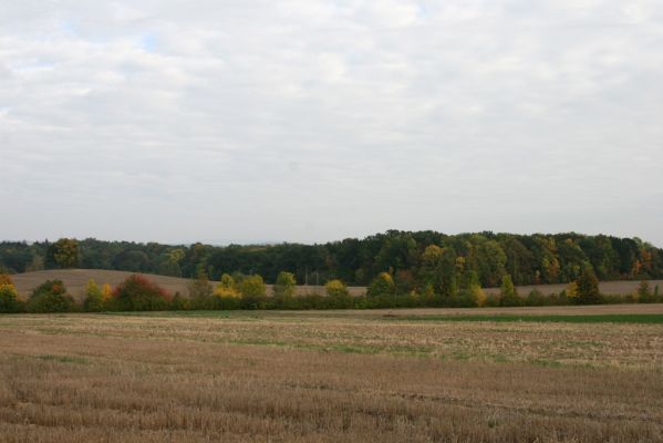 Česká Skalice, 10.10.2015
Pohled na Dubenskou oboru od západu.
Klíčová slova: Česká Skalice Dubno Dubenská obora