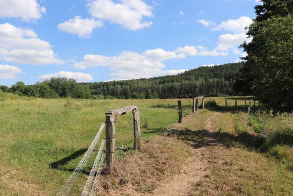 Dvůr Králové nad Labem, 28.6.2019
Žirecká Podstráň - pastvina.
Klíčová slova: Dvůr Králové nad Labem Žirecká Podstráň pastvina