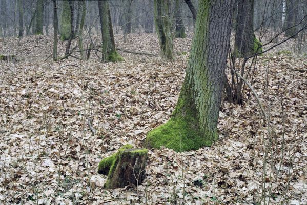 Dymokury, 17.3.2002
Les nad Jakubským rybníkem.



Klíčová slova: Dymokury Calambus bipustulatus