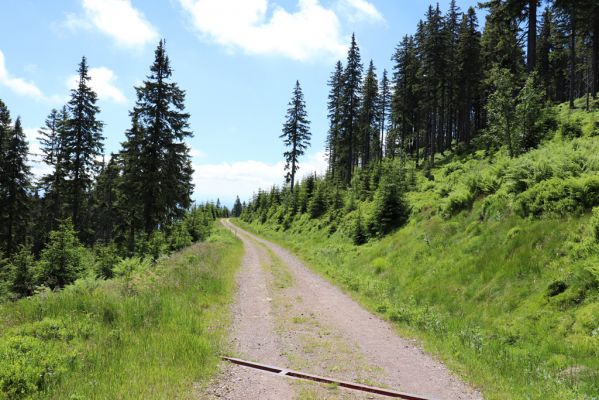 Janské Lázně, 1.7.2020
Krkonoše, Černá hora, cesta na východním svahu. 
Klíčová slova: Janské Lázně Krkonoše Černá hora Ctenicera cuprea Orithales serraticornis Pheletes aeneoniger