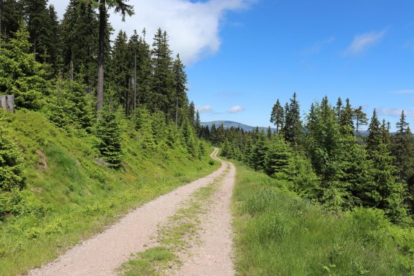 Janské Lázně, 1.7.2020
Krkonoše, Černá hora, cesta na východním svahu. 
Klíčová slova: Janské Lázně Krkonoše Černá hora Ctenicera cuprea Orithales serraticornis Pheletes aeneoniger