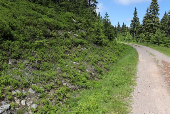 Janské Lázně, 1.7.2020
Krkonoše, Černá hora, u cesty na východním svahu. Zarůstající biotop kovaříka Orithales serraticounis.
Mots-clés: Janské Lázně Krkonoše Černá hora Orithales serraticornis