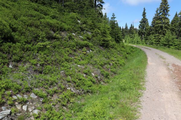 Janské Lázně, 1.7.2020
Krkonoše, Černá hora, u cesty na východním svahu. Zarůstající biotop kovaříka Orithales serraticounis.
Keywords: Janské Lázně Krkonoše Černá hora Orithales serraticornis