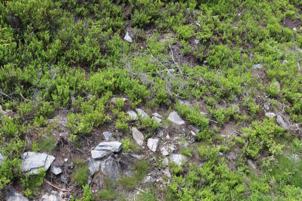 Janské Lázně, 1.7.2020
Krkonoše, Černá hora, u cesty na východním svahu. Zarůstající biotop kovaříka Orithales serraticounis.
Klíčová slova: Janské Lázně Krkonoše Černá hora Orithales serraticornis