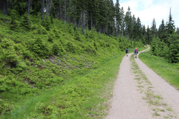 Janské Lázně, 1.7.2020
Krkonoše, Černá hora, cesta na východním svahu.
Klíčová slova: Janské Lázně Krkonoše Černá hora Ctenicera cuprea Orithales serraticornis Pheletes aeneoniger