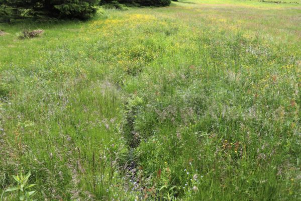 Janské Lázně, 1.7.2020
Krkonoše, Černá hora, louka pod Černou boudou.
Klíčová slova: Janské Lázně Krkonoše Černá hora Černá bouda Aplotarsus angustulus