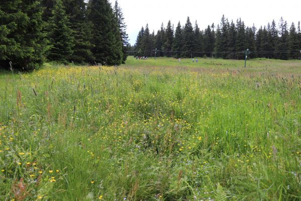 Janské Lázně, 1.7.2020
Krkonoše, Černá hora, louka pod Černou boudou.
Klíčová slova: Janské Lázně Krkonoše Černá hora Černá bouda Aplotarsus angustulus