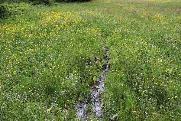 Janské Lázně, 1.7.2020
Krkonoše, Černá hora, louka pod Černou boudou.
Klíčová slova: Janské Lázně Krkonoše Černá hora Černá bouda Aplotarsus angustulus
