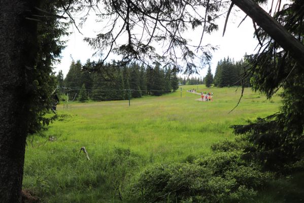 Janské Lázně, 1.7.2020
Krkonoše, Černá hora, louka pod Černou boudou.
Klíčová slova: Janské Lázně Krkonoše Černá hora Černá bouda Aplotarsus angustulus