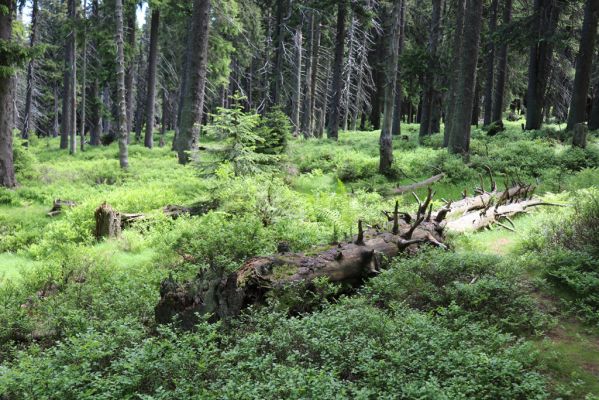 Janské Lázně, 1.7.2020
Krkonoše, Černá hora, prameniště u Javořího potoka.
Klíčová slova: Janské Lázně Krkonoše Černá hora Javoří potok Denticollis interpositus Ampedus aethiops auripes Liotrichus affinis