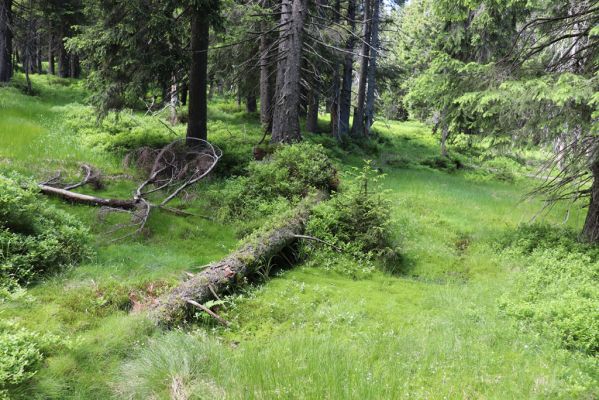 Janské Lázně, 1.7.2020
Krkonoše, Černá hora, prameniště u Javořího potoka.
Klíčová slova: Janské Lázně Krkonoše Černá hora Javoří potok Denticollis interpositus
