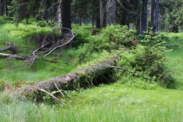 Janské Lázně, 1.7.2020
Krkonoše, Černá hora, prameniště u Javořího potoka.
Klíčová slova: Janské Lázně Krkonoše Černá hora Javoří potok Denticollis interpositus