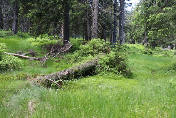 Janské Lázně, 1.7.2020
Krkonoše, Černá hora, prameniště u Javořího potoka.
Klíčová slova: Janské Lázně Krkonoše Černá hora Javoří potok Denticollis interpositus