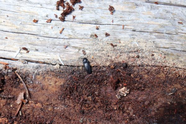 Janské Lázně, 1.7.2020
Krkonoše, Černá hora, údolí Javořího potoka - kovařík Ampedus aethiops.
Klíčová slova: Janské Lázně Krkonoše Černá hora Javoří potok Ampedus aethiops