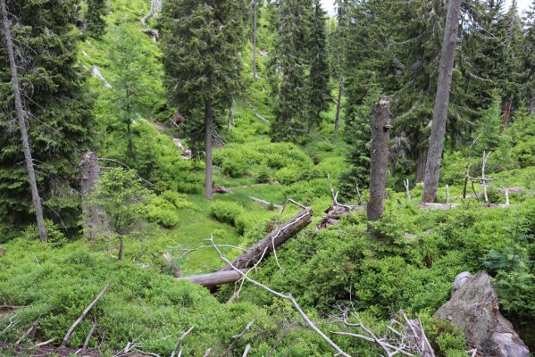 Janské Lázně, 1.7.2020
Krkonoše, Černá hora, údolí Javořího potoka. 
Klíčová slova: Janské Lázně Krkonoše Černá hora Javoří potok Ampedus aethiops