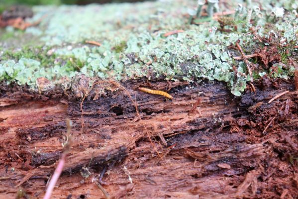 Janské Lázně, 1.7.2020
Krkonoše, Černá hora. Prameniště u Javořího potoka - larva kovaříka Ampedus auripes. 
Klíčová slova: Janské Lázně Krkonoše Černá hora Javoří potok Ampedus auripes