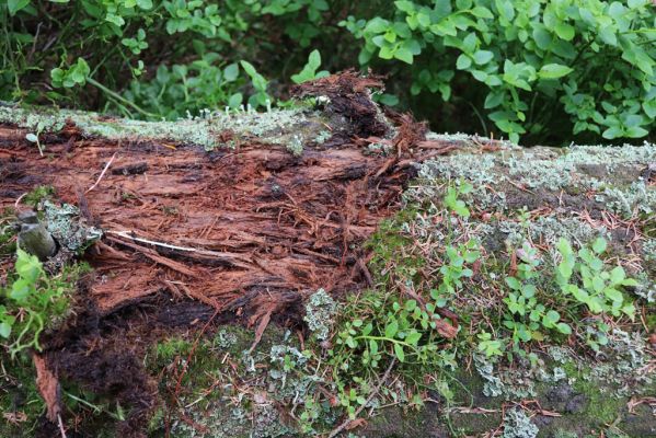 Janské Lázně, 1.7.2020
Krkonoše, Černá hora. Prameniště u Javořího potoka. Biotop kovaříka Ampedus auripes.
Klíčová slova: Janské Lázně Krkonoše Černá hora Javoří potok Ampedus auripes