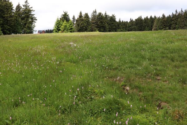 Pec pod Sněžkou, 1.7.2020
Krkonoše. Louka u Kolínské Boudy. 
Keywords: Pec pod Sněžkou Krkonoše Kolínská Bouda Scarabaeidae Agrilinus convexus