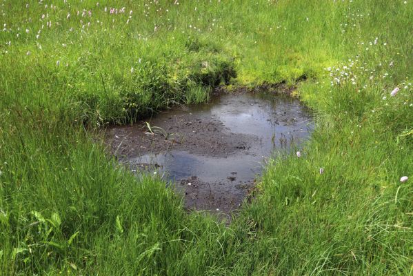 Pec pod Sněžkou, 1.7.2020
Krkonoše. Louka u Kolínské Boudy. 
Klíčová slova: Pec pod Sněžkou Krkonoše Kolínská Bouda