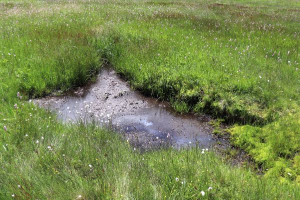 Pec pod Sněžkou, 1.7.2020
Krkonoše. Louka u Kolínské Boudy. 
Klíčová slova: Pec pod Sněžkou Krkonoše Kolínská Bouda