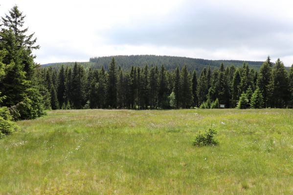 Pec pod Sněžkou, 1.7.2020
Krkonoše. Louka u Kolínské Boudy. Pohled na Černou horu.
Klíčová slova: Pec pod Sněžkou Krkonoše Kolínská Bouda Černá hora Scarabaeidae Agrilinus convexus