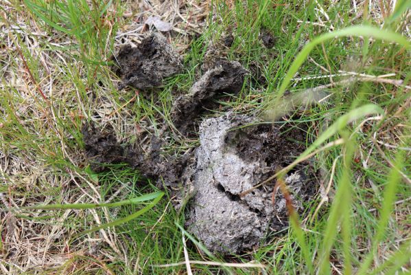 Pec pod Sněžkou, 1.7.2020
Krkonoše. Louka u Kolínské Boudy. Biotop hnojníka Agrilinus convexus.
Klíčová slova: Pec pod Sněžkou Krkonoše Kolínská Bouda Scarabaeidae Agrilinus convexus