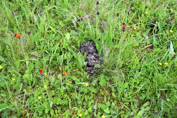 Pec pod Sněžkou, 1.7.2020
Krkonoše. Louka u Kolínské Boudy. Biotop hnojníka Agrilinus convexus.
Klíčová slova: Pec pod Sněžkou Krkonoše Kolínská Bouda Scarabaeidae Agrilinus convexus