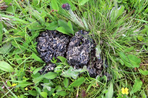 Pec pod Sněžkou, 1.7.2020
Krkonoše. Louka u Kolínské Boudy. Biotop hnojníka Agrilinus convexus.
Schlüsselwörter: Pec pod Sněžkou Krkonoše Kolínská Bouda Scarabaeidae Agrilinus convexus