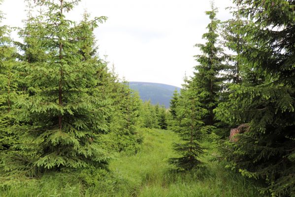 Černý Důl, 1.7.2020
Krkonoše. Jelení chodník u Čisté pod Liščí loukou.
Klíčová slova: Černý Důl Krkonoše Liščí louka Čistá Scarabaeidae Agrilinus convexus