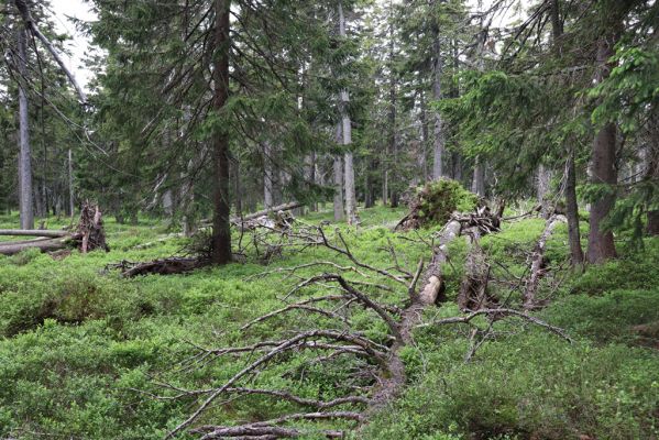 Malá Úpa, 4.7.2020
Krkonoše, Růžová hora. Les nad Růžohorkami.
Klíčová slova: Malá Úpa Krkonoše Růžová hora Denticollis interpositus